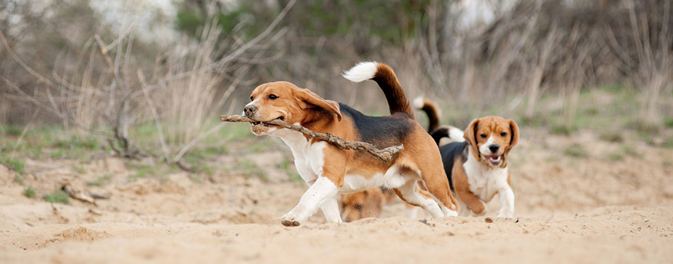 Two beagle dogs running