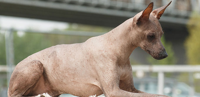 8 Hairless Dog Breeds | My Pet Needs That