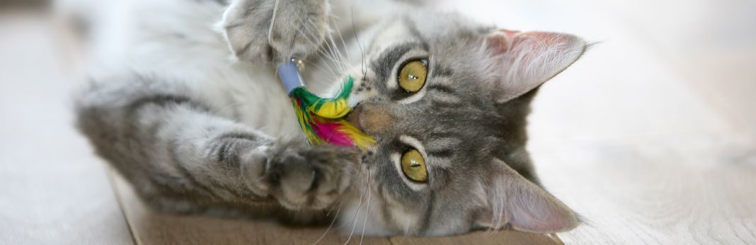 top cat toys 2018