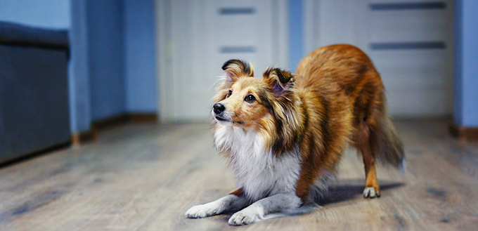 Border Collie-hund hemma