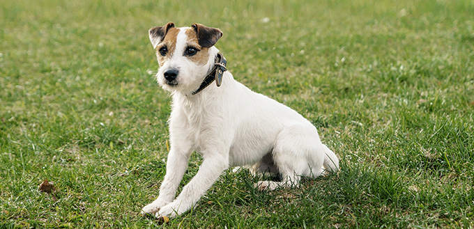 Gång med hunden i en park