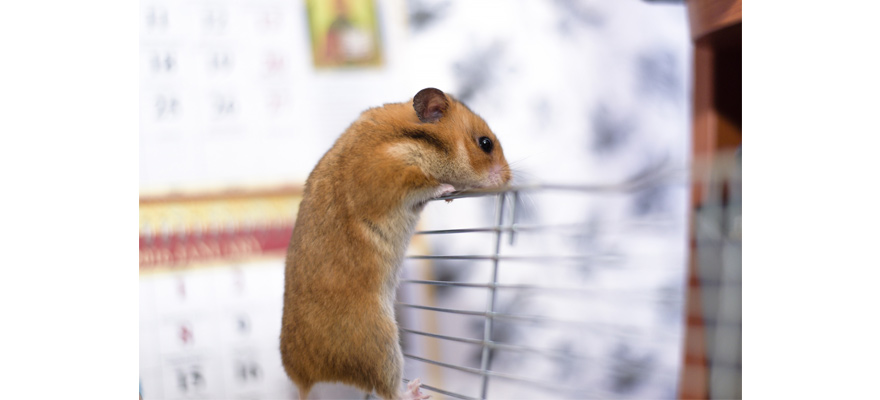 clean hamster cage