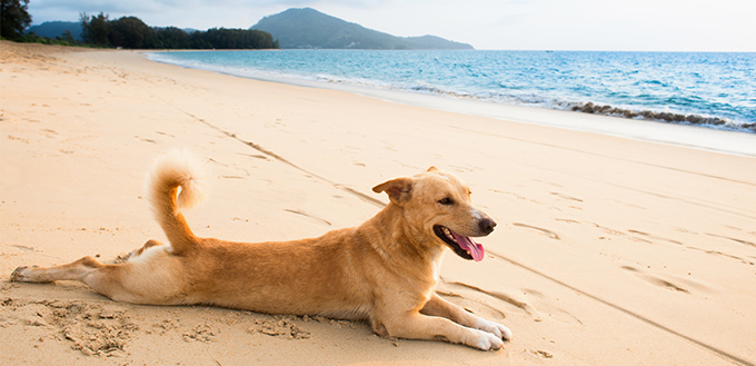 dog on the beach