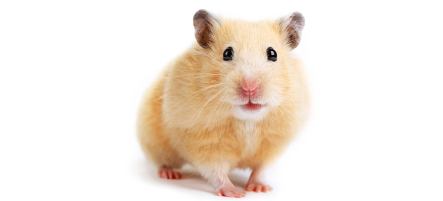 how much do hamsters cost