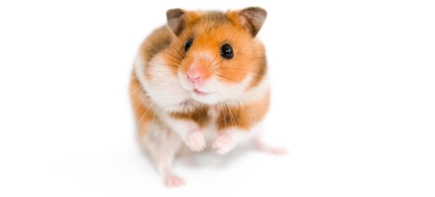 syrian hamster