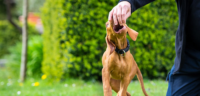 2 months old cute hungarian vizsla dog puppy biting owners fingers while playing outdoors in the garden.