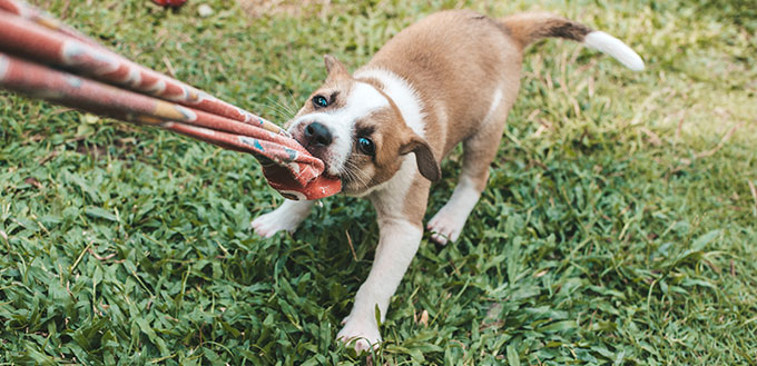 Un chiot d'un mois joue au tir à la corde avec un vieux morceau de tissu.