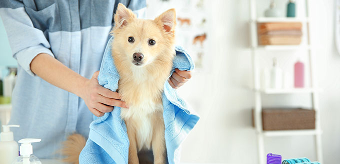 Cute dog at groomer salon