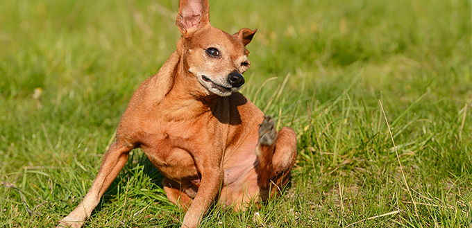 Dog scratching