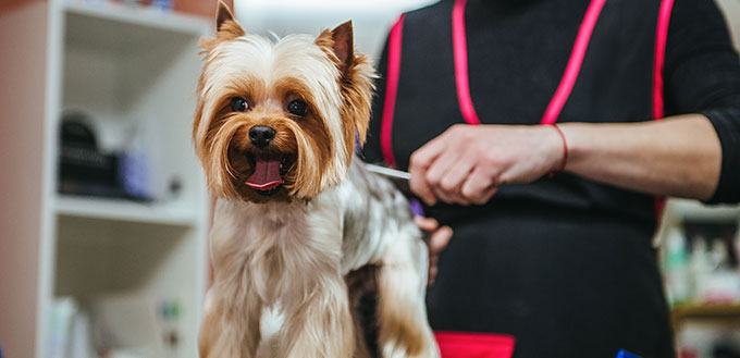 Grooming Yorkshire Terrier professional hairdresser.