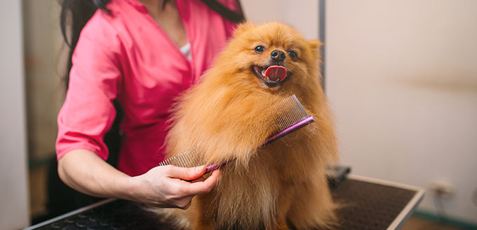 Pet groomer with comb, dog in grooming salon