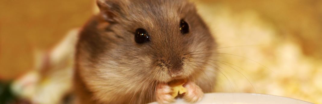 what to feed your hamster