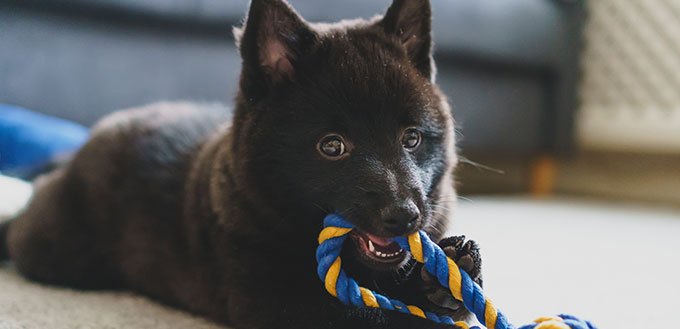 Young Schipperke puppy playing at home.