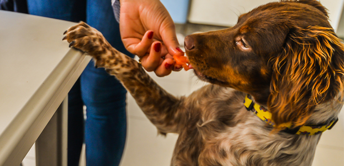 dog eating cantaloupe