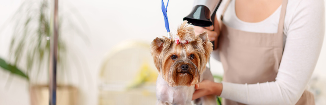 dog-grooming-tips