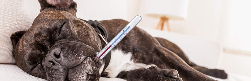 how-to-take-dogs-temperature
