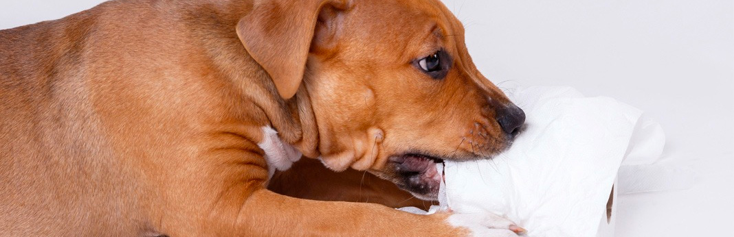 puppy teething survival tips