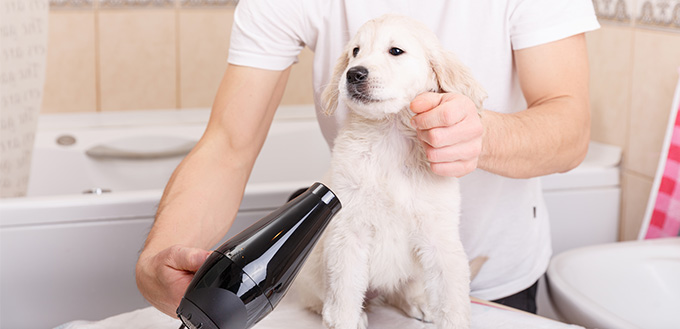 Blow Dry Dog