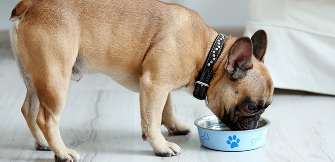 Cute dog eating pistachios