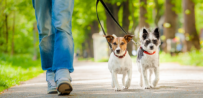 Dogs going for a walk