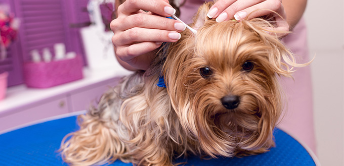 Groomer cleaning dog ears