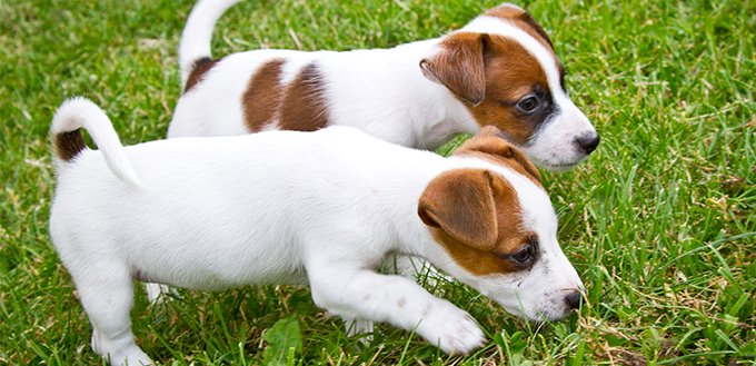 Little puppys playing