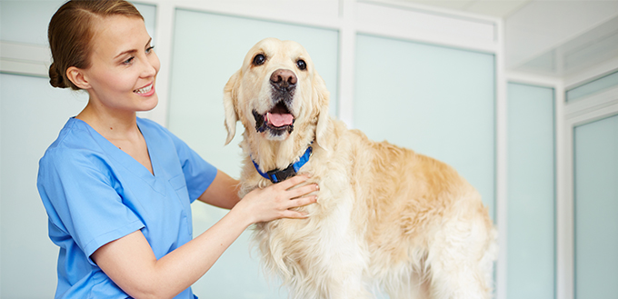 Veterinarian examining dog