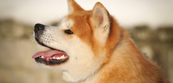 akita inu