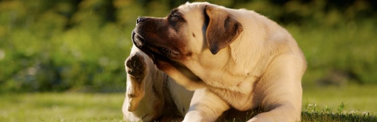 atopica-for-dogs-uses-benefits-and-side-effects-guide