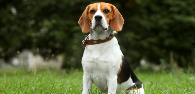 beagle