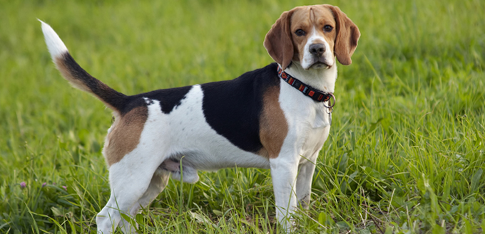 beagle