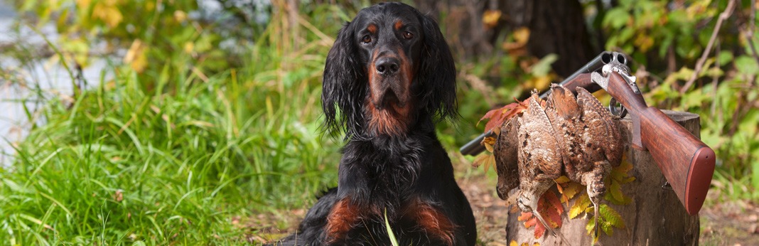 best hunting dogs