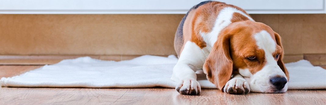 best types of floorings for dogs