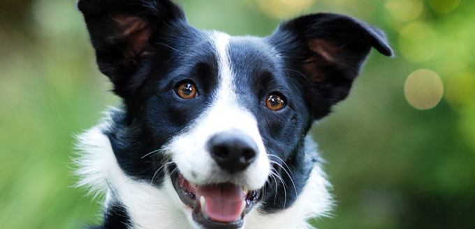 border collie