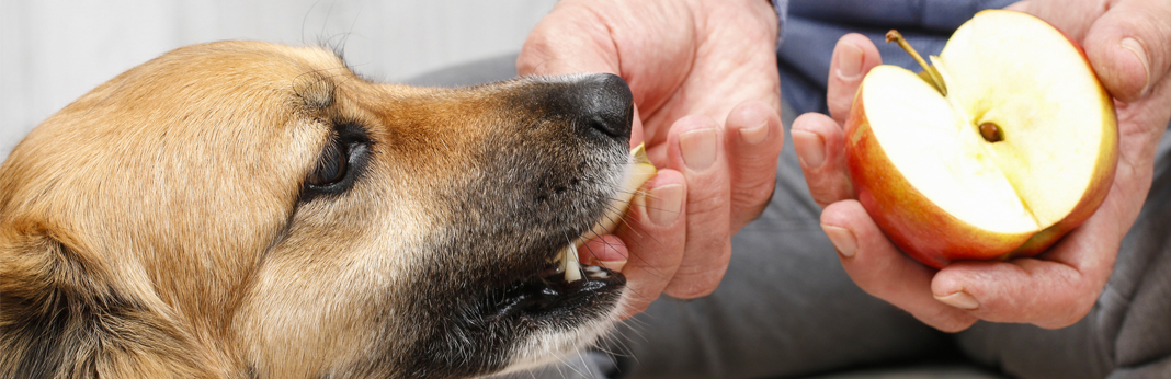 can-dogs-eat-apples