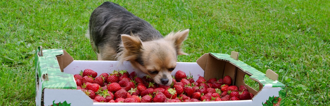 can-dogs-eat-strawberries