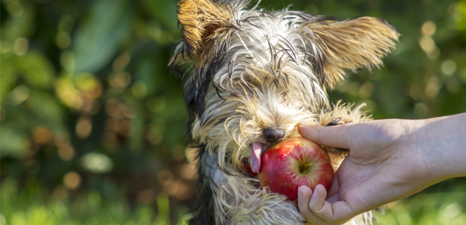 chien mangeant une pomme