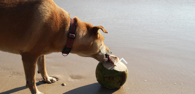 dog eating coconut on the beach