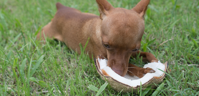 dog eating coconut