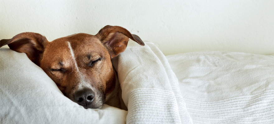 Increases in dogs lorazepam bacterial infections