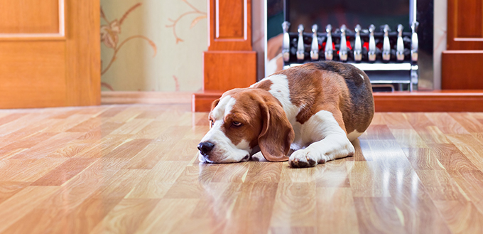 dog on wood floor