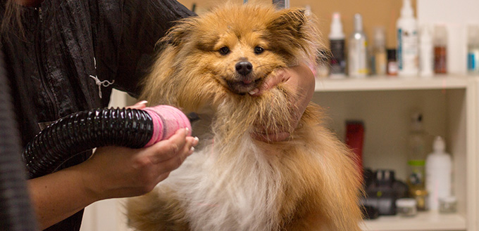 How to Correctly Blow Dry Your Dog | My Pet Needs That
