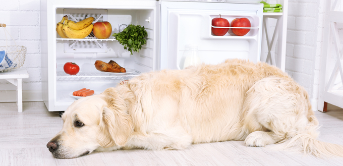 dog with bananas