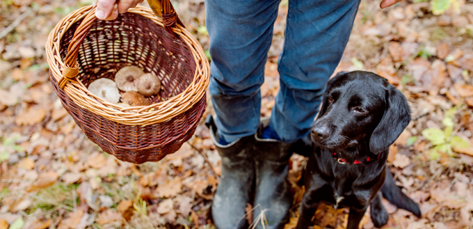 dog with basket full of mushrooms