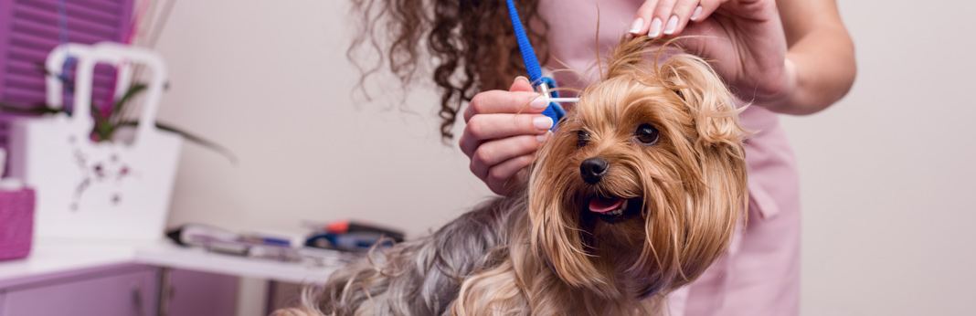 essential guide to cleaning your dogs' ears