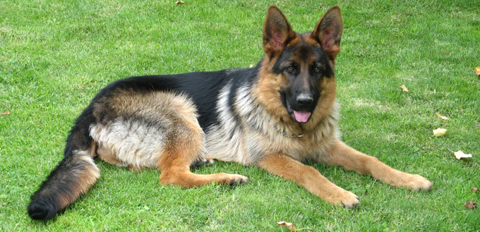 german shepherd