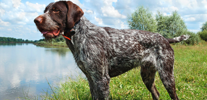 german wirehaired pointer