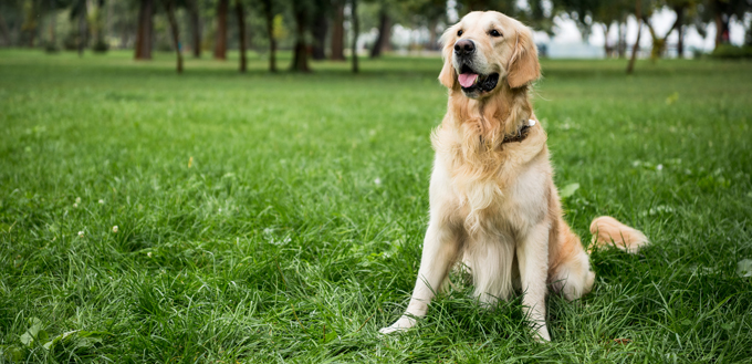 golden retriever