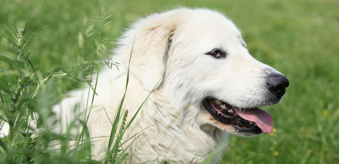 great pyrenees