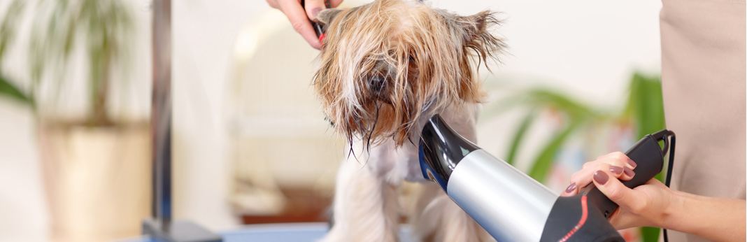 how to correctly blow dry your dog's hair